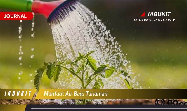 Inilah 10 Manfaat Air Bagi Tanaman Untuk Pertumbuhan Optimal