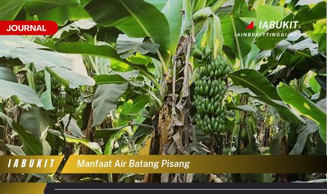 Inilah 10 Manfaat Air Batang Pisang untuk Kesehatan Tubuh Anda Inilah 10 Manfaat Air Batang Pisang untuk Kesehatan Tubuh Anda