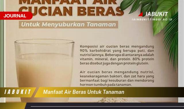 Inilah 8 Manfaat Air Beras untuk Tanaman, Tips dan Trik Ampuh untuk Pertumbuhan Subur