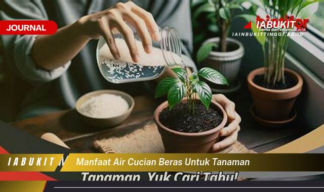 Inilah 9 Manfaat Air Cucian Beras untuk Tanaman, Tips dan Trik Praktis untuk Kebun Anda