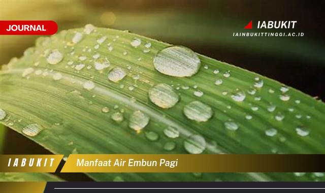 Inilah 10 Manfaat Air Embun Pagi untuk Kesehatan Tubuh Anda Inilah 10 Manfaat Air Embun Pagi untuk Kesehatan Tubuh Anda