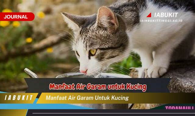 Inilah 9 Manfaat Air Garam untuk Kucing dan Cara Penggunaannya yang Aman