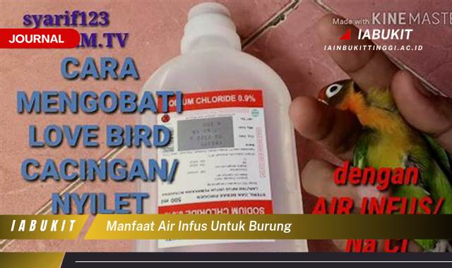 Inilah 9 Manfaat Air Infus untuk Kesehatan Burung Kesayangan Anda