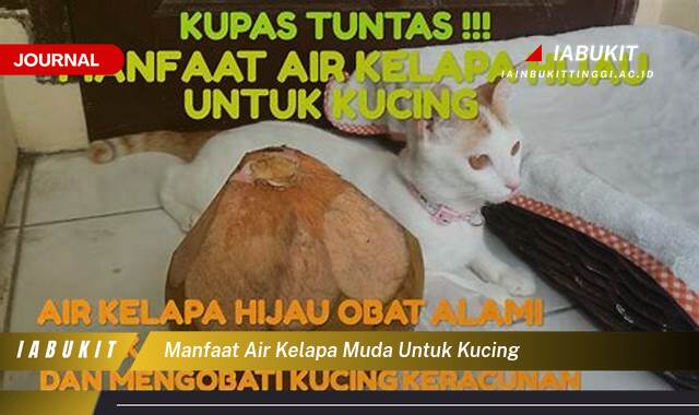 Inilah 9 Manfaat Air Kelapa Muda untuk Kucing, Meningkatkan Hidrasi dan Kesehatan Ginjal