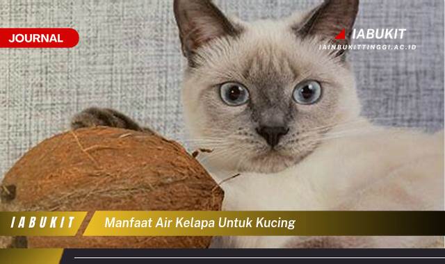 Inilah 8 Manfaat Air Kelapa untuk Kucing, Kesehatan, Nutrisi, dan Tips Pemberian yang Aman