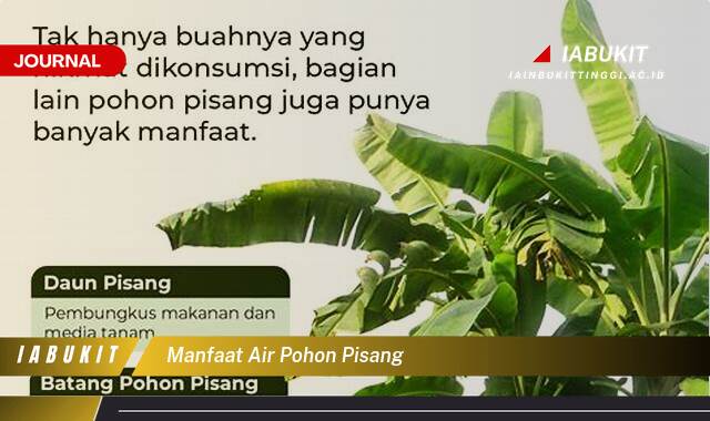 Inilah 8 Manfaat Air Pohon Pisang untuk Kesehatan, Dari Akar Hingga Batang