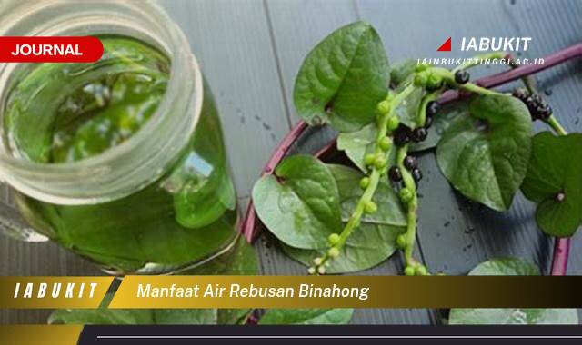 Inilah 8 Manfaat Air Rebusan Binahong untuk Mempercepat Penyembuhan Luka, Panduan Lengkap