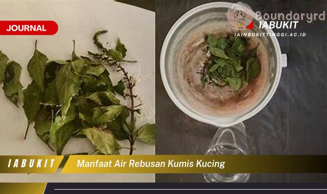 Inilah 8 Manfaat Air Rebusan Kumis Kucing Untuk Kesehatan Anda