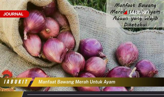 Inilah 10 Manfaat Bawang Merah untuk Ayam, Kesehatan Optimal dan Pertumbuhan Lebih Baik