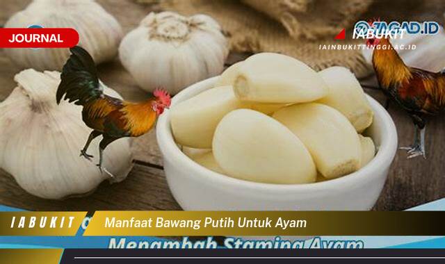 Inilah 8 Manfaat Bawang Putih untuk Ayam, Kesehatan, Produktivitas, dan Cara Pemberiannya Inilah 8 Manfaat Bawang Putih untuk Ayam, Kesehatan, Produktivitas, dan Cara Pemberiannya