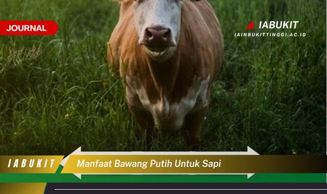 Inilah 9 Manfaat Bawang Putih untuk Sapi Rahasia Kesehatan dan Produktivitas Optimal