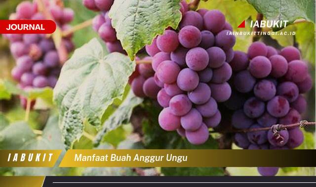 Inilah 8 Manfaat Buah Anggur Ungu Untuk Kesehatan Anda
