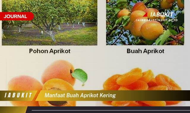 Inilah 9 Manfaat Buah Aprikot Kering untuk Kesehatan Anda Inilah 9 Manfaat Buah Aprikot Kering untuk Kesehatan Anda
