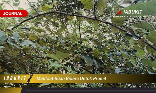 Inilah 10 Manfaat Buah Bidara untuk Promil Tingkatkan Kesuburan dan Peluang Kehamilan