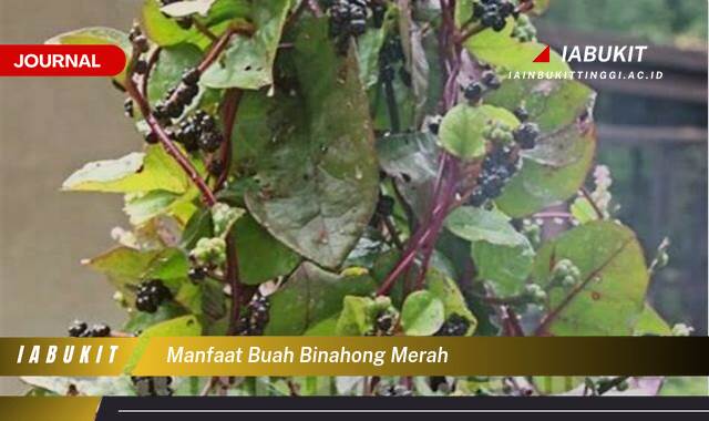 Inilah 9 Manfaat Buah Binahong Merah, Kandungan Gizi, Khasiat Kesehatan, dan Cara Mengonsumsi