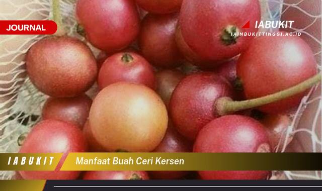 Inilah 8 Manfaat Buah Ceri Kersen untuk Kesehatan Tubuh Anda