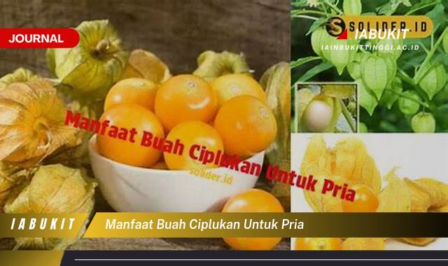 Inilah 10 Manfaat Buah Ciplukan untuk Pria, Meningkatkan Kesehatan dan Vitalitas Inilah 10 Manfaat Buah Ciplukan untuk Pria, Meningkatkan Kesehatan dan Vitalitas