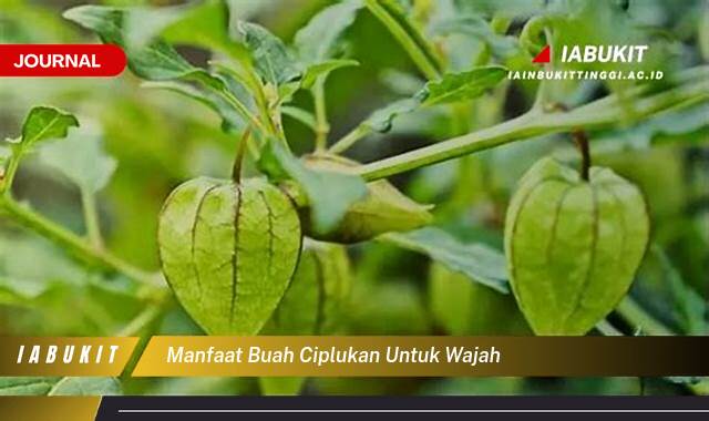 Inilah 9 Manfaat Buah Ciplukan untuk Wajah, Rahasia Kulit Glowing Alami