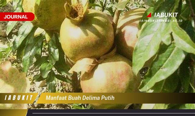 Inilah 10 Manfaat Buah Delima Putih untuk Kesehatan dan Kecantikan Anda Inilah 10 Manfaat Buah Delima Putih untuk Kesehatan dan Kecantikan Anda
