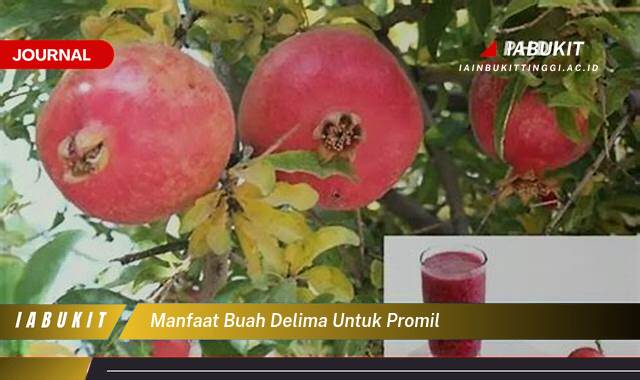 Inilah 8 Manfaat Buah Delima untuk Promil, Panduan Lengkap dan Resepnya