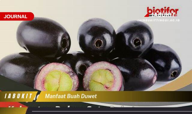Inilah 8 Manfaat Buah Duwet untuk Kesehatan, Kecantikan, dan Cara Mengolahnya Inilah 8 Manfaat Buah Duwet untuk Kesehatan, Kecantikan, dan Cara Mengolahnya