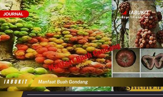 Inilah 8 Manfaat Buah Gondang untuk Kesehatan Tubuh Anda