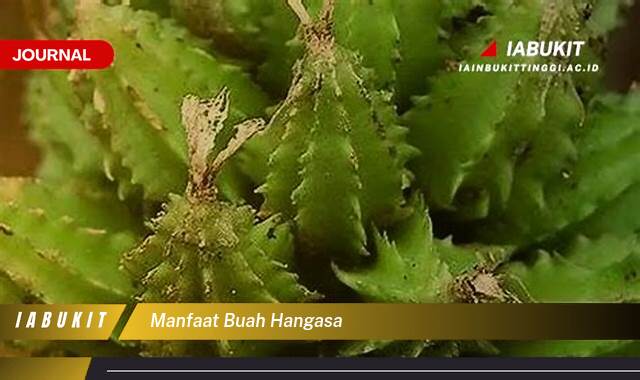 Inilah 8 Manfaat Buah Hangasa untuk Kesehatan dan Kecantikan Anda