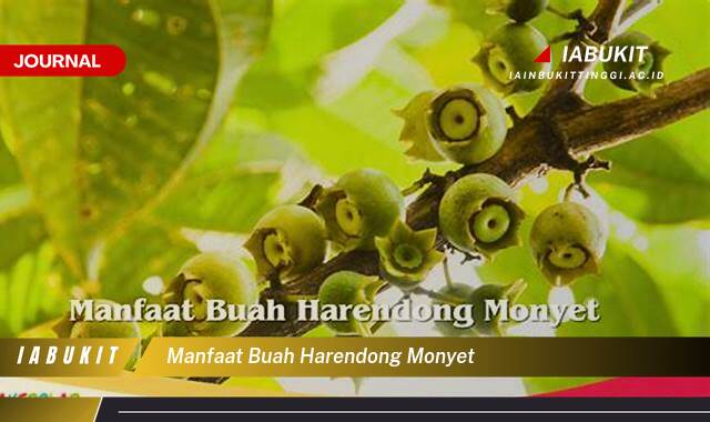 Inilah 8 Manfaat Buah Harendong Monyet, Khasiat Luar Biasa yang Jarang Diketahui