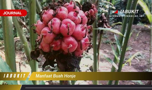 Inilah 9 Manfaat Buah Honje Bagi Kesehatan dan Kecantikan yang Jarang Diketahui