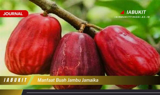 Inilah 8 Manfaat Buah Jambu Jamaika, Kandungan Gizi dan Khasiatnya untuk Kesehatan