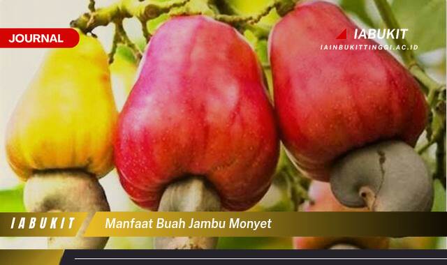 Inilah 10 Manfaat Buah Jambu Monyet, Kandungan Nutrisi dan Khasiatnya Bagi Kesehatan
