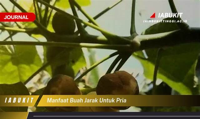 Inilah 10 Manfaat Buah Jarak untuk Pria, Kesehatan, Vitalitas, dan Lebih