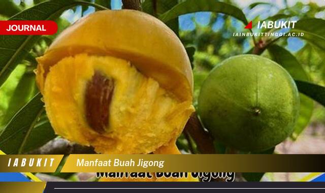 Inilah 8 Manfaat Buah Jigong untuk Kesehatan Tubuh Anda