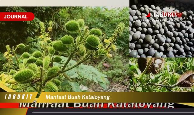 Inilah 9 Manfaat Buah Kalaloyang untuk Kesehatan Anda Inilah 9 Manfaat Buah Kalaloyang untuk Kesehatan Anda