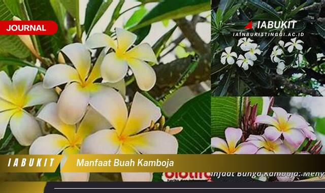 Inilah 8 Manfaat Buah Kamboja, Khasiat Lengkap untuk Kesehatan dan Kecantikan Anda