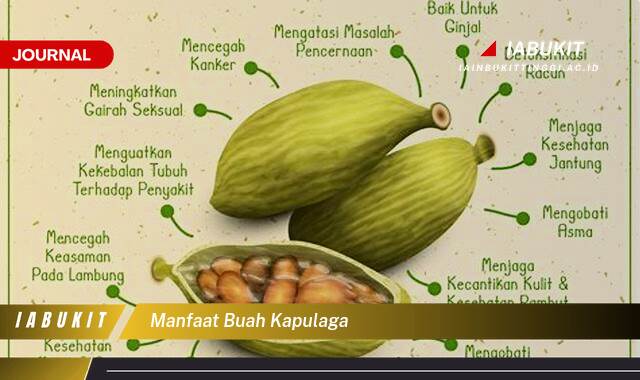 Inilah 8 Manfaat Buah Kapulaga, Rahasia Kesehatan Jantung dan Pencernaan yang Jarang Diketahui