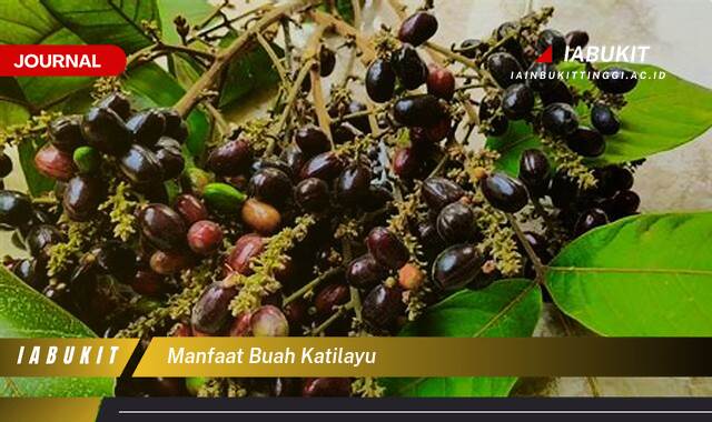 Inilah 10 Manfaat Buah Katilayu, Rahasia Kesehatan Alami yang Jarang Diketahui