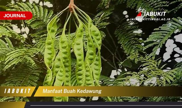 Inilah 8 Manfaat Buah Kedawung, Kandungan Gizi, Khasiat Kesehatan, dan Cara Mengolahnya
