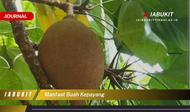 Inilah 8 Manfaat Buah Kepayang untuk Kesehatan Tubuh Anda