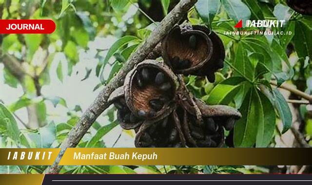 Inilah 8 Manfaat Buah Kepuh, Khasiat Tersembunyi untuk Kesehatan dan Kecantikan