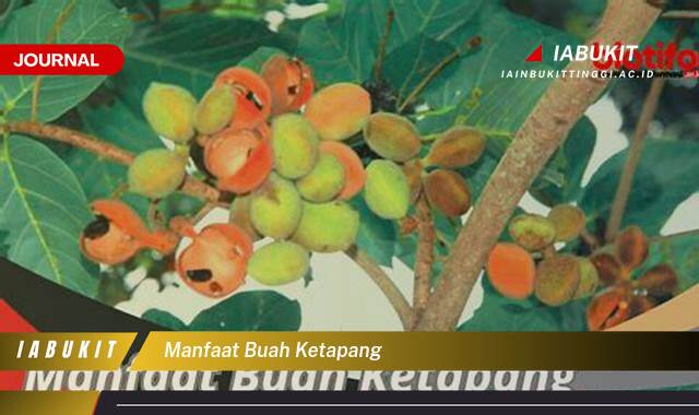 Ketahui 10 Manfaat Buah Ketapang untuk Kesehatan Tubuh Anda
