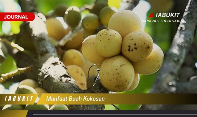 Inilah 10 Manfaat Buah Kokosan untuk Kesehatan Tubuh Anda Inilah 10 Manfaat Buah Kokosan untuk Kesehatan Tubuh Anda