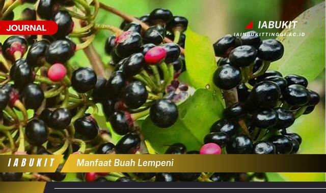 Inilah 9 Manfaat Buah Lempeni untuk Kesehatan Anda yang Menakjubkan Inilah 9 Manfaat Buah Lempeni untuk Kesehatan Anda yang Menakjubkan