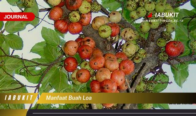 Inilah 9 Manfaat Buah Loa untuk Kesehatan, Kecantikan, dan Lainnya Inilah 9 Manfaat Buah Loa untuk Kesehatan, Kecantikan, dan Lainnya