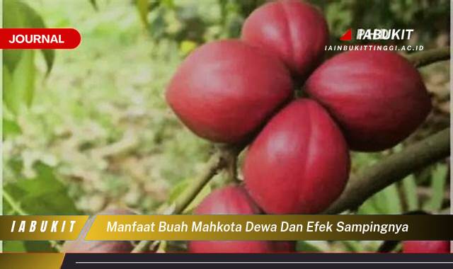 Inilah 9 Manfaat Buah Mahkota Dewa dan Efek Sampingnya, Panduan Lengkap dan Aman