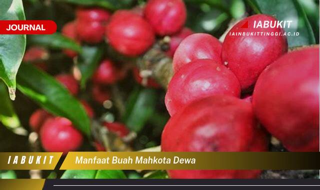 Inilah 10 Manfaat Buah Mahkota Dewa untuk Kesehatan Anda yang Menakjubkan Inilah 10 Manfaat Buah Mahkota Dewa untuk Kesehatan Anda yang Menakjubkan