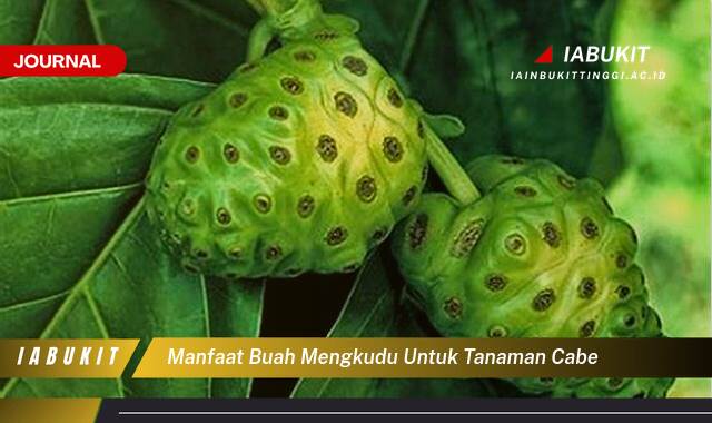 Inilah 9 Manfaat Buah Mengkudu untuk Tanaman Cabe, Pupuk Organik Alami Peningkat Hasil Panen!