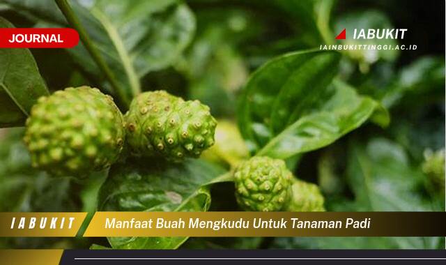 Inilah 9 Manfaat Buah Mengkudu untuk Tanaman Padi, Pupuk Organik Alami, Hasil Panen Berlimpah!