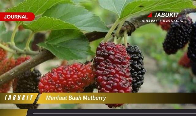 Inilah 9 Manfaat Buah Mulberry untuk Kesehatan, Kecantikan, dan Lainnya