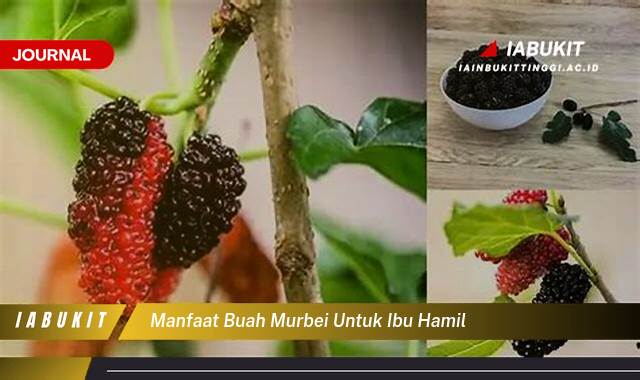 Inilah 10 Manfaat Buah Murbei untuk Ibu Hamil, Nutrisi Penting, Tips Aman Konsumsi, dan Resep Sehat